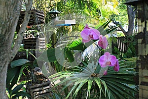 Orchid blooms outdoors in Florida garden