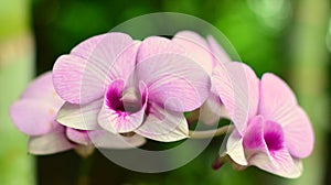 Orchid blooms in Sri Lanka