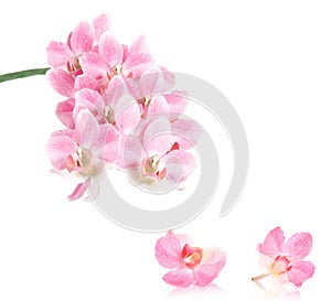Orchid blossoms, isolated