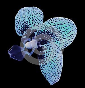 Orchid blue-turquoise flower. isolated on black background with clipping path. Closeup. Motley spotty flower.