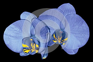 Orchid blue-violet flower isolated on black background with clipping path. Closeup. Purple phalaenopsis flower with orange-v