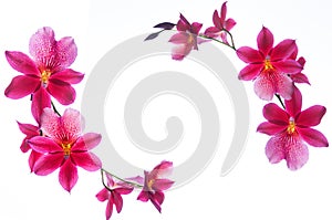 Orchid border isolated on a white background