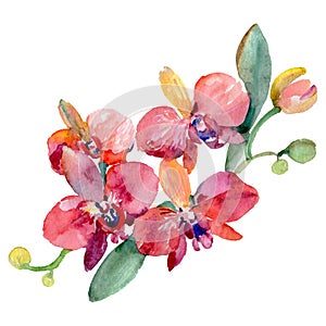 Orchid bouquet floral botanical flowers. Watercolor background illustration set. Isolated orchid illustration element.