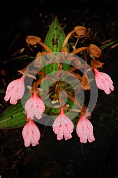 The orchid bouquet Pink-Lipper Habenaria (Pink Sna