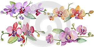 Orchid bouquets floral botanical flowers. Watercolor background illustration set. Isolated orchid illustration element.