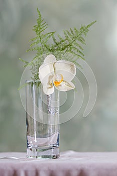 Orchid boutonniere
