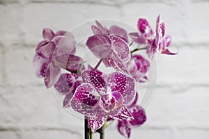 Orchid branch on a brick background fragility