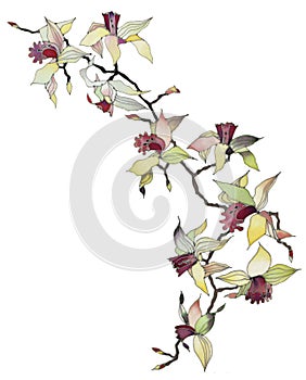 Orchid branch isolated