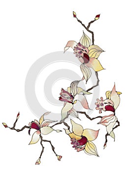 Orchid branch isolated