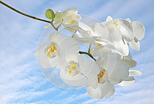 Orchid branch on sky background