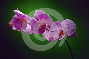 Orchid branch