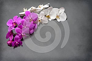 Orchid. A branch of white and pink orchids on a gray background. Inflorescence. Bouquet