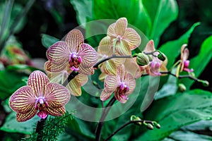 Orchid branches, Alberta, Canada