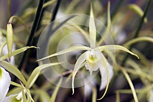 Orchid Brassavola perrini