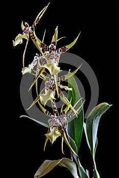 Orchid Brassia isolated on black background