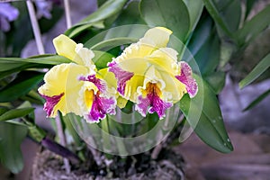 Orchid Brassolaeliocattleya Hwa Yuan Grace