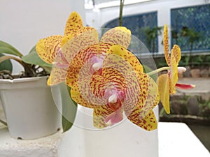 Orquídea brasil 