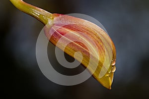 Orchid Bud