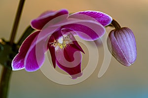 Orchid with bud on a beige / blue background