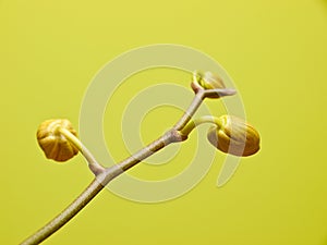 Orchid buds