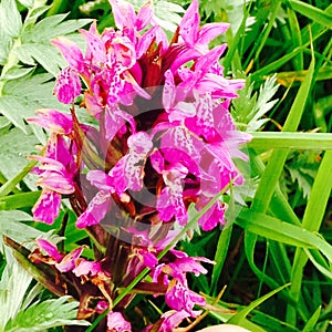 Orchid in the Burren