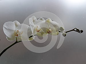 Orquídea ganador blanco uno rama 