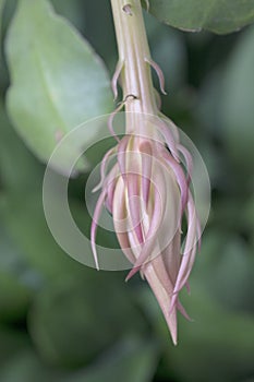 Orchid cactus flower bud with furled petals in pearly pink color