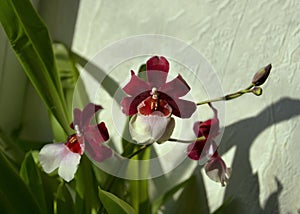 Orchid Cambria hybrid