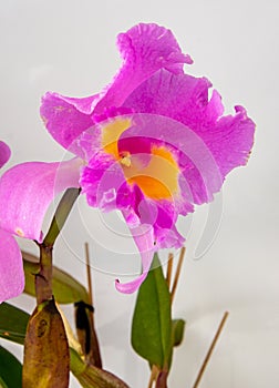 Orchid Cattleya Blc. Trium Phal Coronation Seto home flower. Large pink purple buds. Flowering of a rare variety of