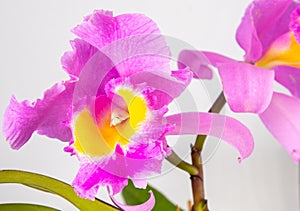 Orchid Cattleya Blc. Trium Phal Coronation Seto home flower. Large pink purple buds. Flowering of a rare variety of