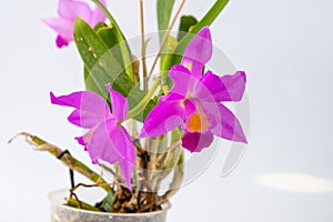 Orchid Cattleya home flower. Large pink purple buds. Flowering of a rare variety of orchids.