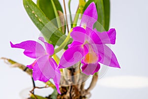 Orchid Cattleya home flower. Large pink purple buds. Flowering of a rare variety of orchids.