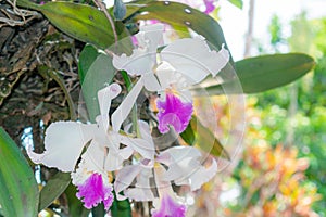 ORCHID (Cattleya labiata) in close-up