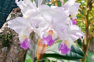 ORCHID (Cattleya labiata) in close-up