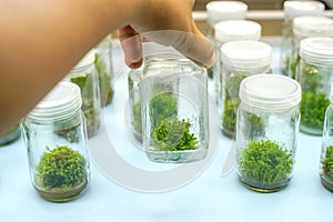 Orchid cell plant tissue culture