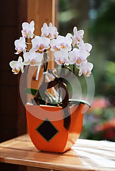 Orchid in the ceramic vase