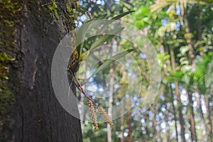 An orchid clinging to a tree Myanmar (Burma) Tanintharyi