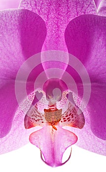 Orchid close up 2