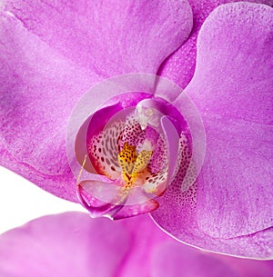 Orchid close up 3