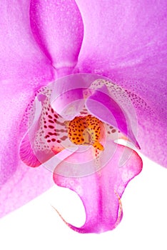 Orchid close up 4