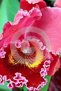 Orchid close up