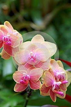 Orchid close up