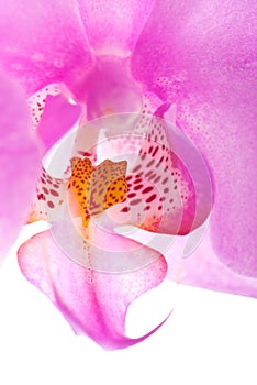 Orchid close up 5
