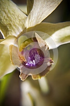 Orchidej 