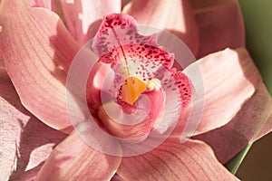 Orchid close-up. Macro