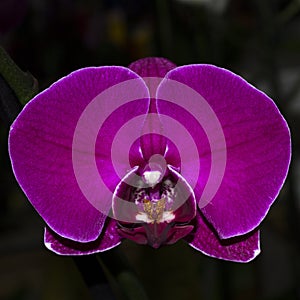 Orchid flower.