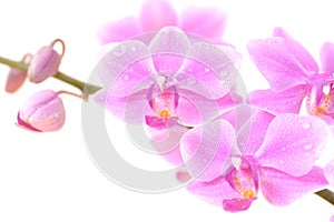 Orchid close-up on white background