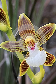 Orchid closeup, Venezuela