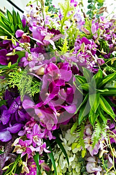 Orchid collection mix
