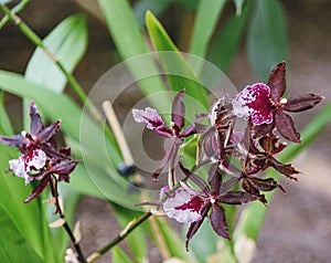 Orchid Colmanara Massai. Showy, fragrant, colorful flowers